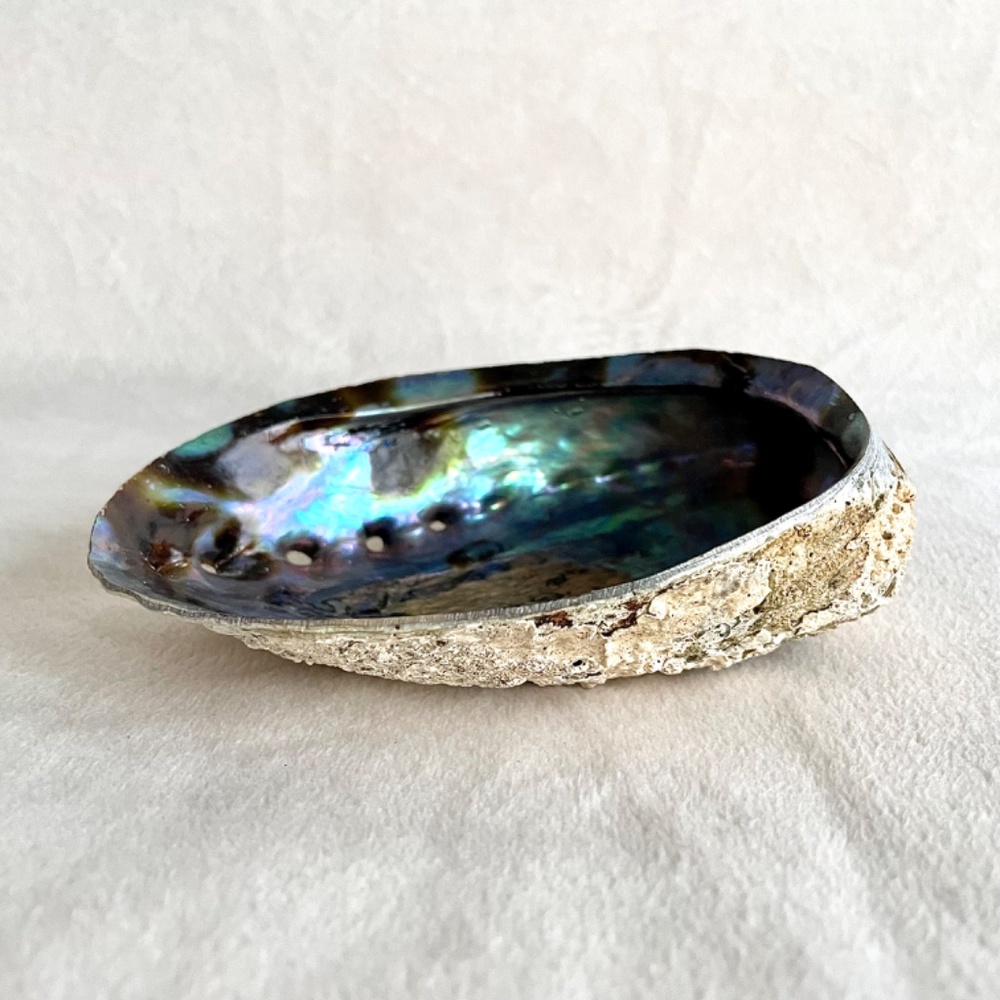 Large Abalone Shell Vessel - Picture 3 of 11